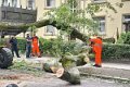 Feuerwehr_Baum   028